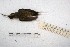  ( - MACN-Or-ct 2941)  @12 [ ] Copyright (2014) MACN Museo Argentino de Ciencias Naturales, Bernardino Rivadavia