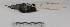  ( - MACN-Or-ct 2976)  @12 [ ] Copyright (2012) MACN Museo Argentino de Ciencias Naturales "Bernardino Rivadavia"
