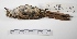  ( - MACN-Or-ct 2986)  @13 [ ] Copyright (2012) MACN Museo Argentino de Ciencias Naturales "Bernardino Rivadavia"