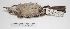  ( - MACN-Or-ct 3015)  @13 [ ] Copyright (2012) MACN Museo Argentino de Ciencias Naturales "Bernardino Rivadavia"