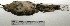  ( - MACN-Or-ct 3019)  @12 [ ] Copyright (2012) MACN Museo Argentino de Ciencias Naturales "Bernardino Rivadavia"