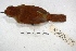  ( - MACN-Or-ct 3156)  @13 [ ] Copyright (2014) MACN Museo Argentino de Ciencias Naturales, Bernardino Rivadavia