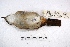  ( - MACN-Or-ct 3156)  @12 [ ] Copyright (2014) MACN Museo Argentino de Ciencias Naturales, Bernardino Rivadavia