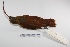  ( - MACN-Or-ct 3186)  @13 [ ] Copyright (2012) MACN Museo Argentino de Ciencias Naturales "Bernardino Rivadavia"