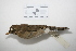  ( - MACN-Or-ct 3190)  @14 [ ] Copyright (2013) MACN Museo Argentino de Ciencias Naturales "Bernardino Rivadavia"