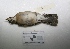  ( - MACN-Or-ct 3190)  @13 [ ] Copyright (2012) MACN Museo Argentino de Ciencias Naturales "Bernardino Rivadavia"