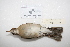  ( - MACN-Or-ct 3190)  @13 [ ] Copyright (2013) MACN Museo Argentino de Ciencias Naturales "Bernardino Rivadavia"