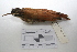  ( - MACN-Or-ct 3191)  @13 [ ] Copyright (2012) MACN Museo Argentino de Ciencias Naturales "Bernardino Rivadavia"