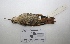  ( - MACN-Or-ct 3191)  @13 [ ] Copyright (2012) MACN Museo Argentino de Ciencias Naturales "Bernardino Rivadavia"