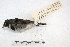  ( - MACN-Or-ct 3192)  @13 [ ] Copyright (2014) MACN Museo Argentino de Ciencias Naturales, Bernardino Rivadavia
