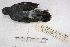 ( - MACN-Or-ct 3212)  @13 [ ] Copyright (2014) MACN Museo Argentino de Ciencias Naturales, Bernardino Rivadavia