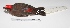  ( - MACN-Or-ct 3228)  @13 [ ] Copyright (2012) MACN Museo Argentino de Ciencias Naturales "Bernardino Rivadavia"