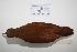  ( - MACN-Or-ct 3245)  @13 [ ] Copyright (2012) MACN Museo Argentino de Ciencias Naturales "Bernardino Rivadavia"