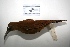  ( - MACN-Or-ct 3245)  @13 [ ] Copyright (2012) MACN Museo Argentino de Ciencias Naturales "Bernardino Rivadavia"