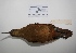  ( - MACN-Or-ct 3245)  @12 [ ] Copyright (2012) MACN Museo Argentino de Ciencias Naturales "Bernardino Rivadavia"