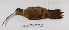  ( - MACN-Or-ct 3274)  @13 [ ] Copyright (2012) MACN Museo Argentino de Ciencias Naturales "Bernardino Rivadavia"