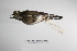  (Charadrius modestus - MACN-Or-ct 3345)  @13 [ ] Copyright (2012) MACN Museo Argentino de Ciencias Naturales "Bernardino Rivadavia"