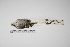  ( - MACN-Or-ct 048)  @12 [ ] Copyright (2012) MACN Museo Argentino de Ciencias Naturales "Bernardino Rivadavia"