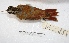  ( - MACN-Or-ct 1357)  @13 [ ] Copyright (2014) MACN Museo Argentino de Ciencias Naturales, Bernardino Rivadavia