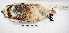  ( - MACN-Or-ct 1595)  @12 [ ] Copyright (2014) MACN Museo Argentino de Ciencias Naturales, Bernardino Rivadavia
