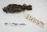  ( - MACN-Or-ct 1862)  @11 [ ] Copyright (2014) MACN Museo Argentino de Ciencias Naturales, Bernardino Rivadavia