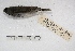  ( - MACN-Or-ct 1862)  @11 [ ] Copyright (2014) MACN Museo Argentino de Ciencias Naturales, Bernardino Rivadavia