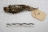  ( - MACN-Or-ct 2355)  @11 [ ] Copyright (2014) MACN Museo Argentino de Ciencias Naturales, Bernardino Rivadavia