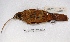  ( - MACN-Or-ct 2428)  @13 [ ] Copyright (2014) MACN Museo Argentino de Ciencias Naturales, Bernardino Rivadavia