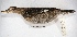 ( - MACN-Or-ct 2434)  @13 [ ] Copyright (2014) MACN Museo Argentino de Ciencias Naturales, Bernardino Rivadavia