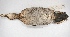  ( - MACN-Or-ct 2434)  @12 [ ] Copyright (2014) MACN Museo Argentino de Ciencias Naturales, Bernardino Rivadavia