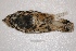  ( - MACN-Or-ct 2454)  @12 [ ] Copyright (2014) MACN Museo Argentino de Ciencias Naturales, Bernardino Rivadavia