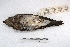  ( - MACN-Or-ct 2491)  @12 [ ] Copyright (2014) MACN Museo Argentino de Ciencias Naturales, Bernardino Rivadavia