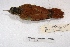 ( - MACN-Or-ct 3148)  @13 [ ] Copyright (2014) MACN Museo Argentino de Ciencias Naturales, Bernardino Rivadavia