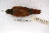  ( - MACN-Or-ct 3155)  @13 [ ] Copyright (2014) MACN Museo Argentino de Ciencias Naturales, Bernardino Rivadavia