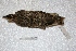  ( - MACN-Or-ct 3298)  @11 [ ] Copyright (2014) MACN Museo Argentino de Ciencias Naturales, Bernardino Rivadavia