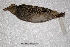  ( - MACN-Or-ct 3298)  @11 [ ] Copyright (2014) MACN Museo Argentino de Ciencias Naturales, Bernardino Rivadavia