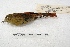  ( - MACN-Or-ct 3511)  @13 [ ] Copyright (2014) MACN Museo Argentino de Ciencias Naturales, Bernardino Rivadavia
