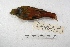  ( - MACN-Or-ct 3512)  @13 [ ] Copyright (2014) MACN Museo Argentino de Ciencias Naturales, Bernardino Rivadavia