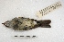  ( - MACN-Or-ct 3554)  @12 [ ] Copyright (2014) MACN Museo Argentino de Ciencias Naturales, Bernardino Rivadavia