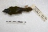  ( - MACN-Or-ct 3562)  @11 [ ] Copyright (2014) MACN Museo Argentino de Ciencias Naturales, Bernardino Rivadavia