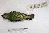  ( - MACN-Or-ct 3564)  @12 [ ] Copyright (2014) MACN Museo Argentino de Ciencias Naturales, Bernardino Rivadavia