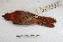  ( - MACN-Or-ct 3582)  @12 [ ] Copyright (2014) MACN Museo Argentino de Ciencias Naturales, Bernardino Rivadavia