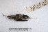  ( - MACN-Or-ct 3583)  @11 [ ] Copyright (2014) MACN Museo Argentino de Ciencias Naturales, Bernardino Rivadavia