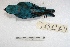  ( - MACN-Or-ct 3584)  @13 [ ] Copyright (2014) MACN Museo Argentino de Ciencias Naturales, Bernardino Rivadavia
