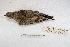  ( - MACN-Or-ct 3605)  @13 [ ] Copyright (2014) MACN Museo Argentino de Ciencias Naturales, Bernardino Rivadavia