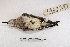  ( - MACN-Or-ct 3605)  @12 [ ] Copyright (2014) MACN Museo Argentino de Ciencias Naturales, Bernardino Rivadavia