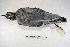  ( - MACN-Or-ct 3609)  @11 [ ] Copyright (2014) MACN Museo Argentino de Ciencias Naturales, Bernardino Rivadavia