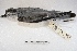  ( - MACN-Or-ct 3609)  @11 [ ] Copyright (2014) MACN Museo Argentino de Ciencias Naturales, Bernardino Rivadavia