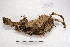 ( - MACN-Or-ct 3613)  @11 [ ] Copyright (2014) MACN Museo Argentino de Ciencias Naturales, Bernardino Rivadavia