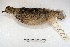  ( - MACN-Or-ct 3614)  @11 [ ] Copyright (2014) MACN Museo Argentino de Ciencias Naturales, Bernardino Rivadavia